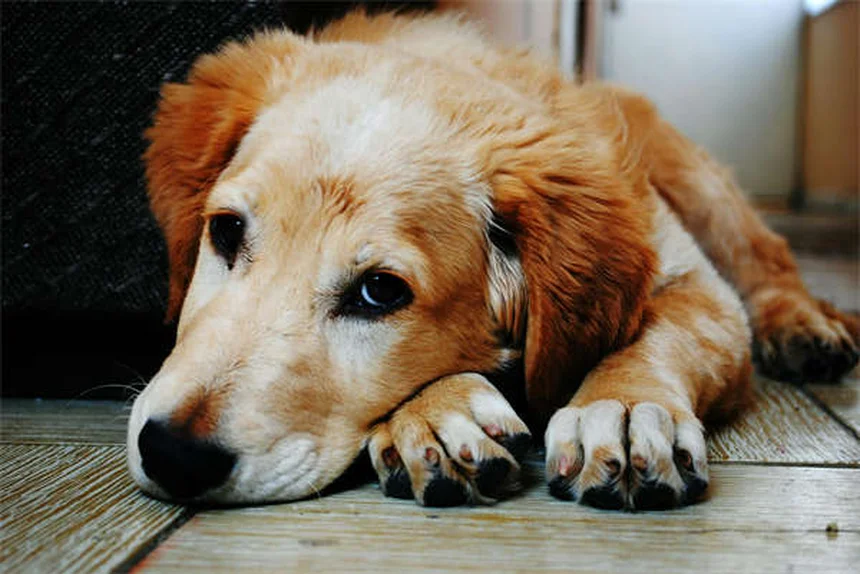 Narcolepsia em Cães: Sintomas, Tratamento e Como Lidar