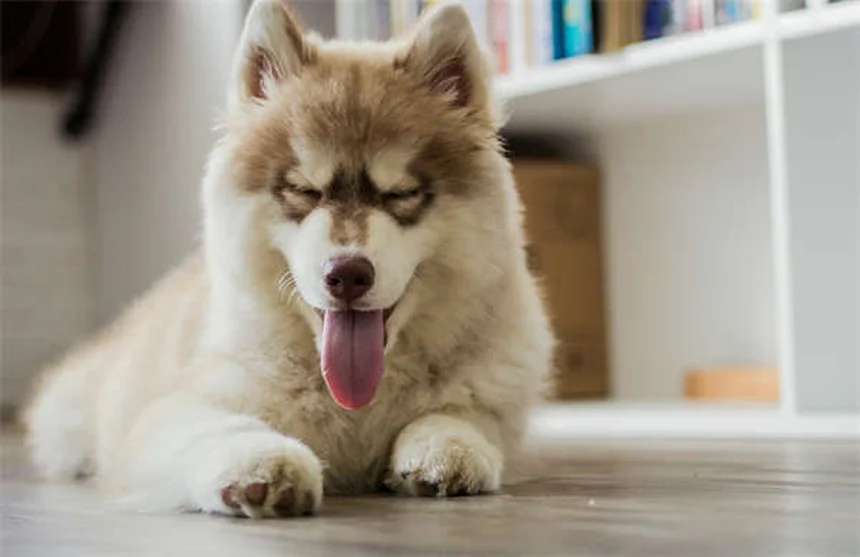 Narcolepsia em Cães: Sintomas, Tratamento e Como Lidar