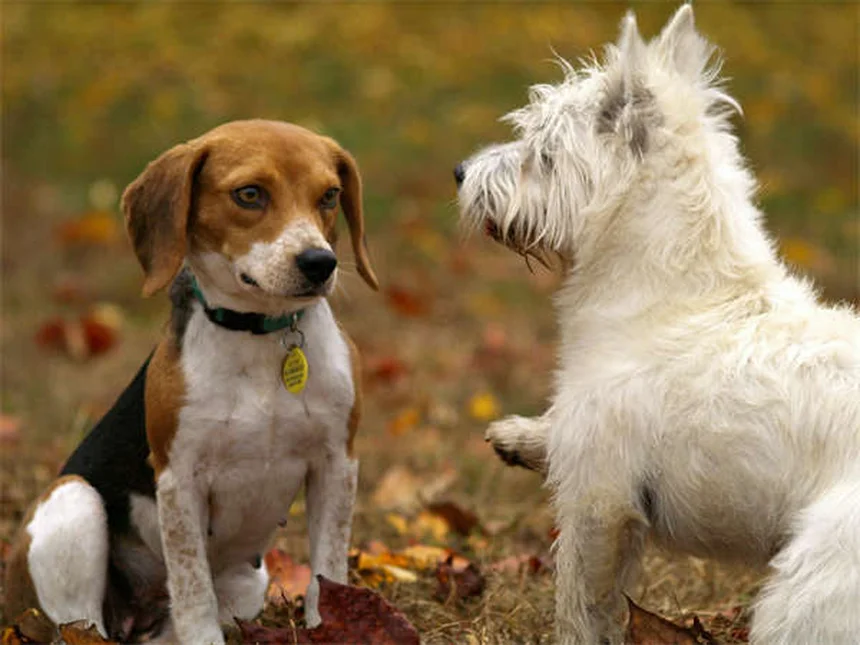 Narcolepsia em Cães: Sintomas, Tratamento e Como Lidar