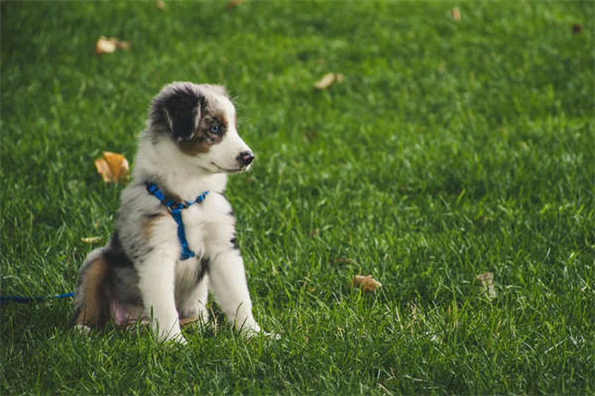 Tumores testiculares em cães: sintomas, tratamento e prevenção