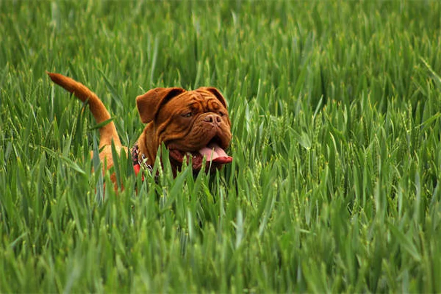 Tumores testiculares em cães: sintomas, tratamento e prevenção