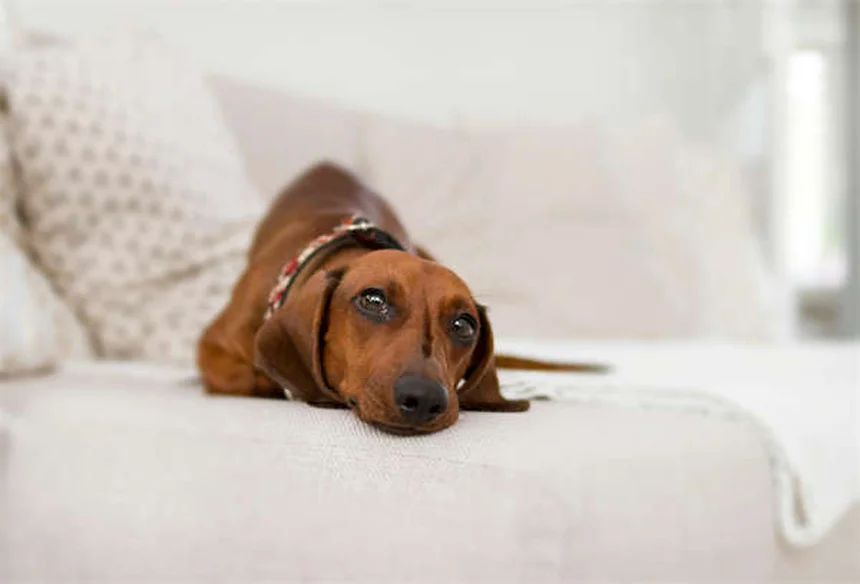 Cardiomiopatia dilatada em cães: sintomas, causas e tratamento