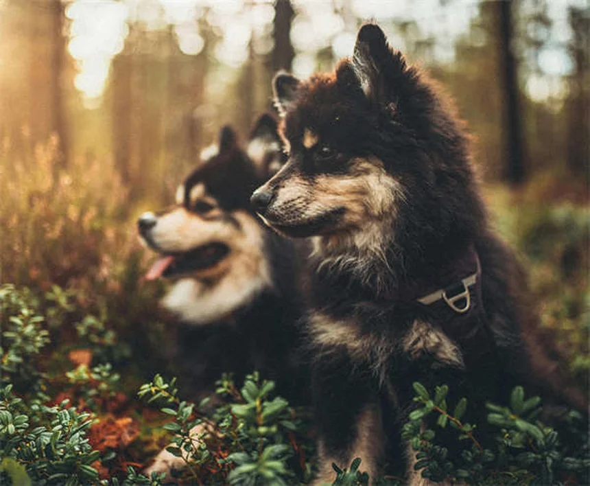 Cardiomiopatia dilatada em cães: sintomas, causas e tratamento