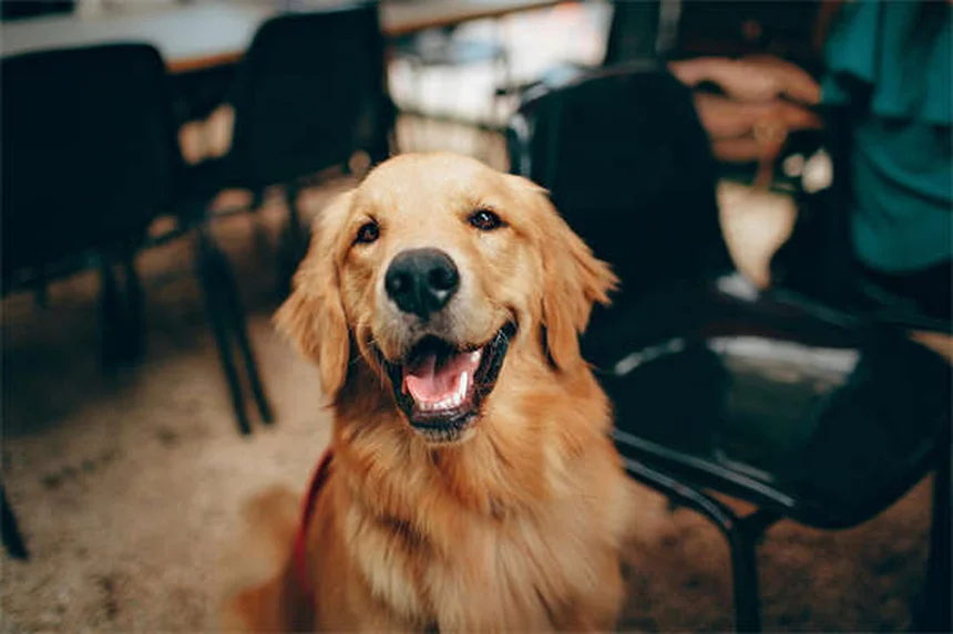 Gatinhos perdem dentes? Descubra quando é normal e quando se preocupar