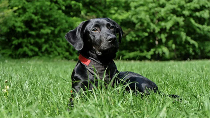 Suplementos articulares para pets: Cosequin ou Dasuquin? Descubra o melhor para seu animal