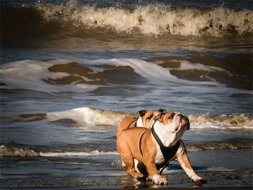 Suplementos articulares para pets: Cosequin ou Dasuquin? Descubra o melhor para seu animal