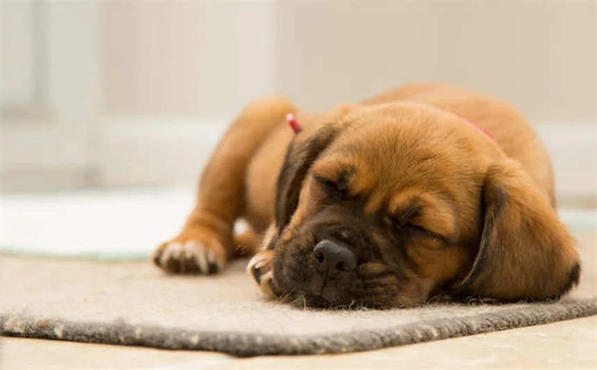 Amoxicilina para Cães: Tudo o que Você Precisa Saber