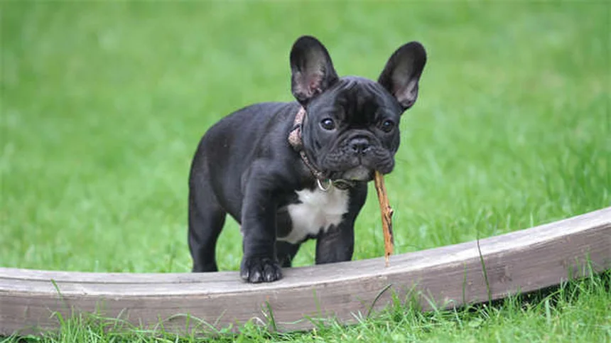 5 Perigos das Coleiras para Cães que Todo Dono Precisa Conhecer