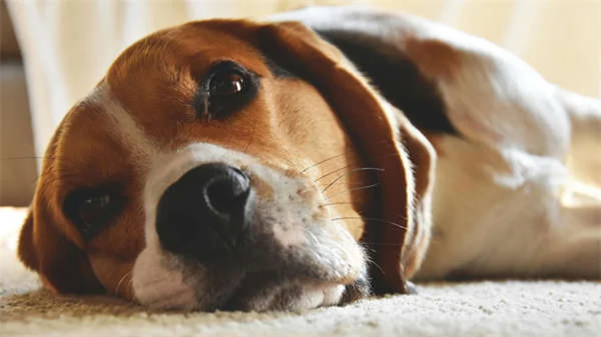 5 Perigos das Coleiras para Cães que Todo Dono Precisa Conhecer