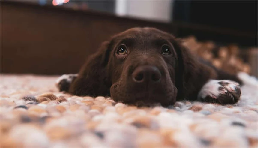 5 Tubarões de Água Salgada que Você Pode Ter em Casa (Com Cuidado!)