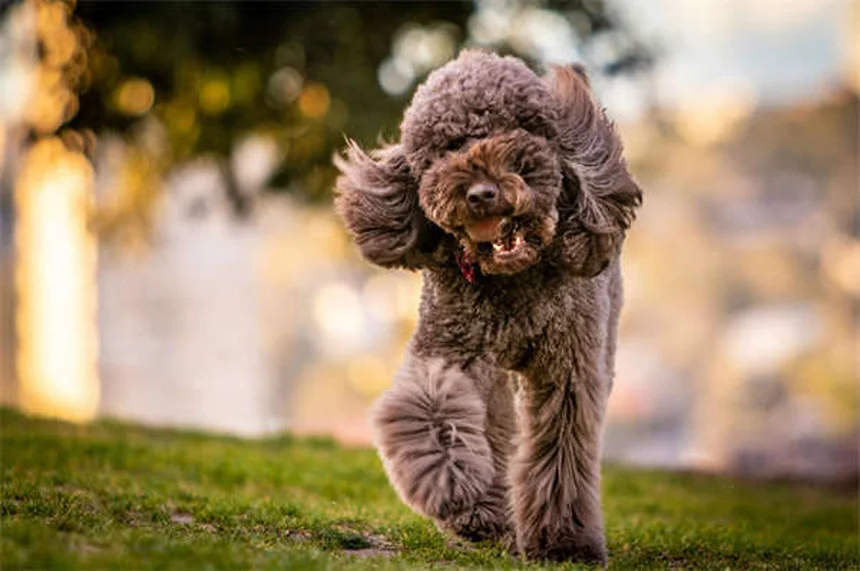 Aspirina para pets: pode ou não pode? Descubra os riscos reais