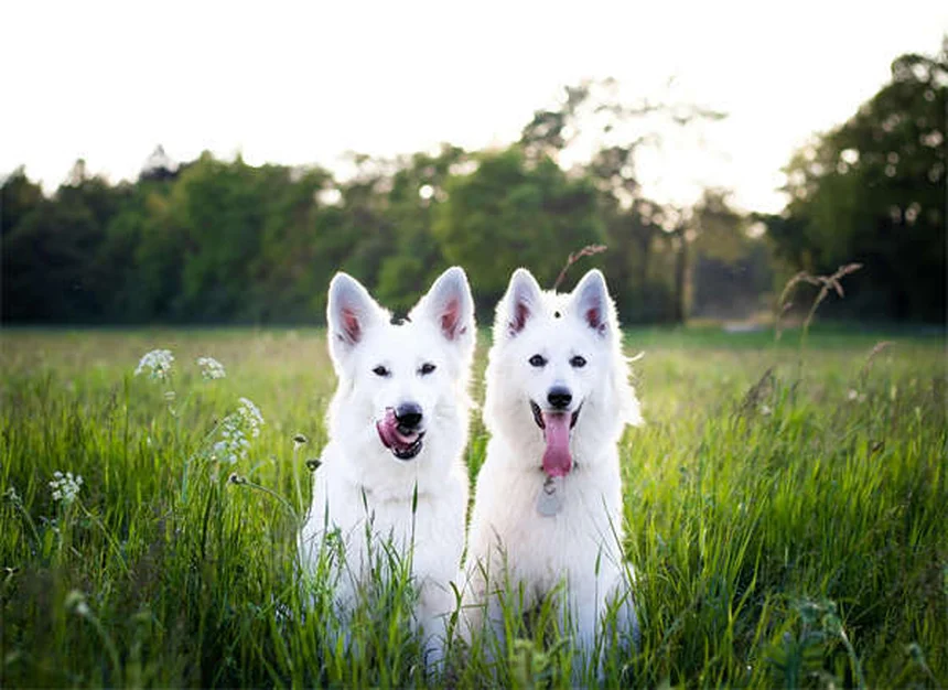 Como os cães desenvolveram os olhos de cachorrinho para se comunicar conosco