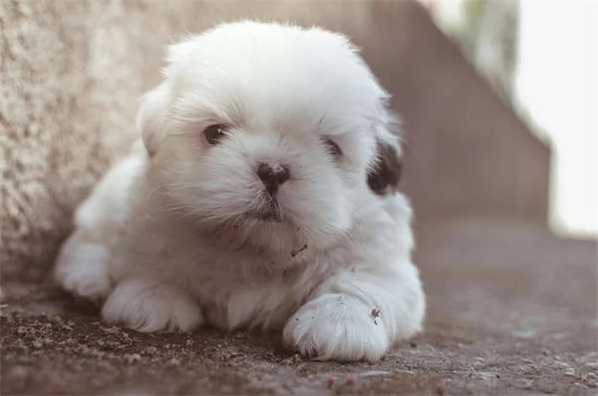 Febre em Cães: 5 Sinais que Todo Dono Precisa Conhecer