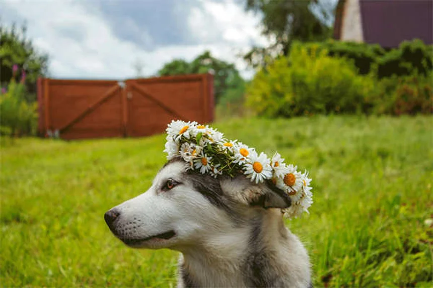 Ponazuril para Cães: Como Funciona e Quando Usar