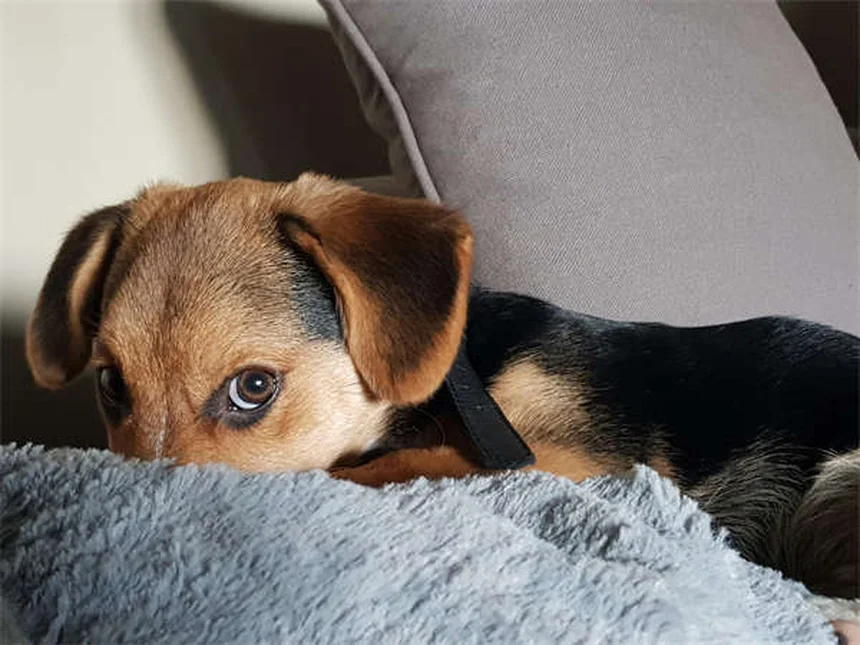 Benadryl para cães: como usar com segurança e eficácia