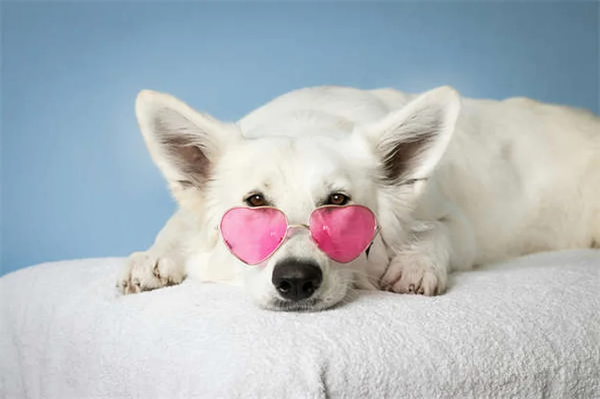 Os cães sentem nossas emoções? Descubra como seu pet te entende!