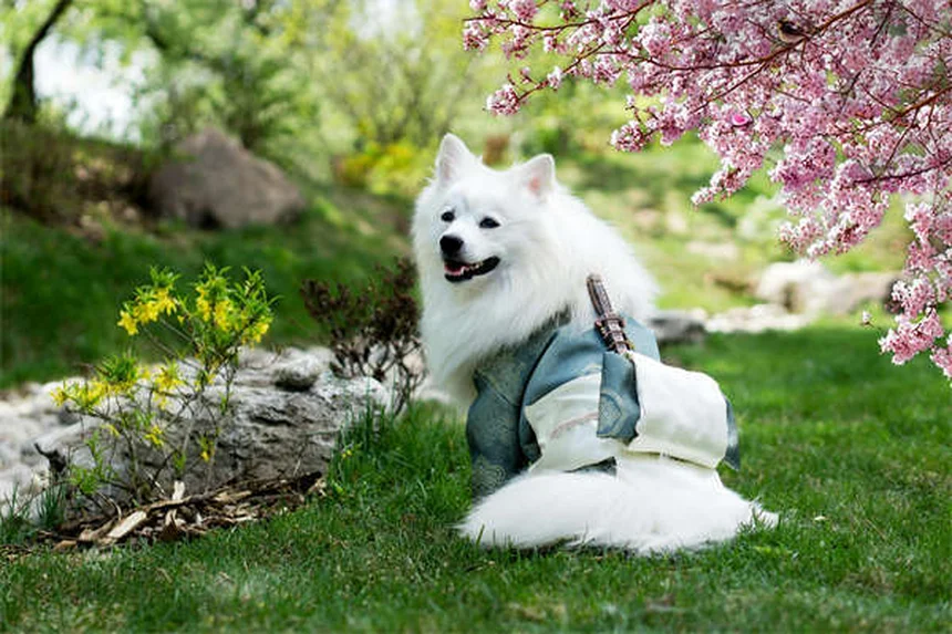 Os cães sentem nossas emoções? Descubra como seu pet te entende!