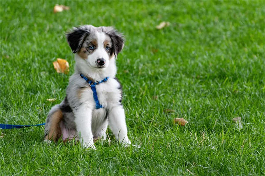 Meu Cachorro Comeu Sílica Gel: O Que Fazer? Guia Completo