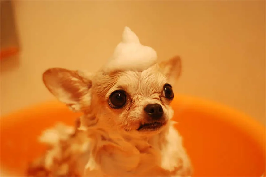 Como remover carrapatos do seu cão em 5 passos seguros