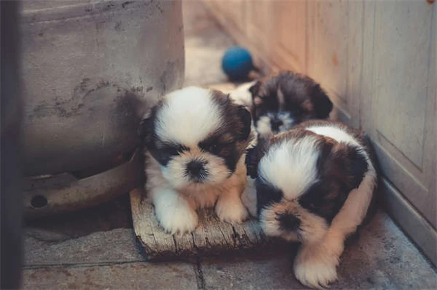 Babesiose em Cães: Sintomas, Tratamento e Como Prevenir