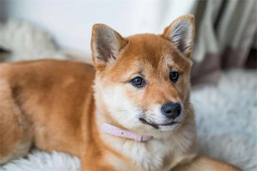 Como Saber Se Seu Cachorro Não Gosta de Outros Cães? 5 Sinais Cruciais