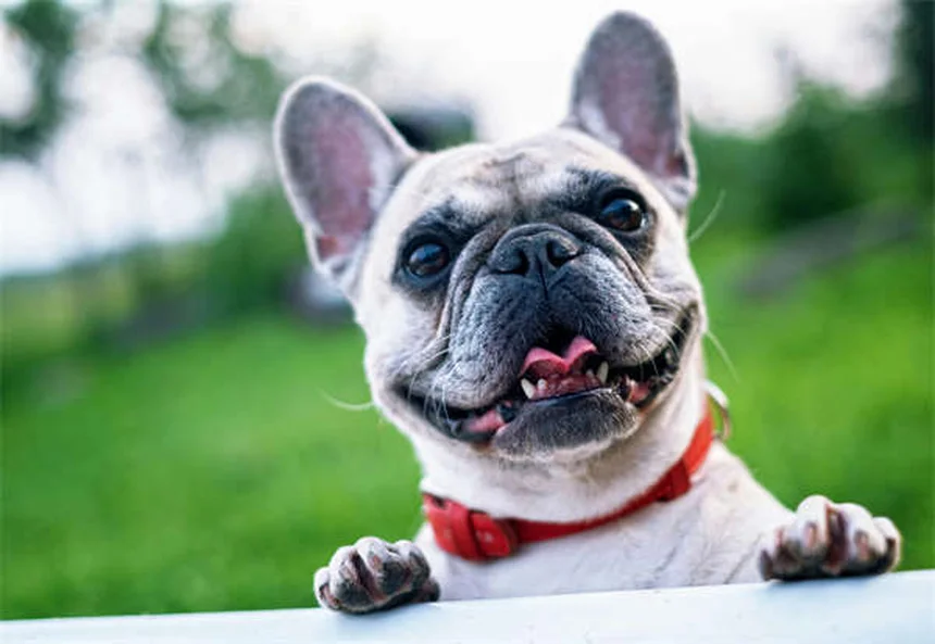Como Saber Se Seu Cachorro Não Gosta de Outros Cães? 5 Sinais Cruciais