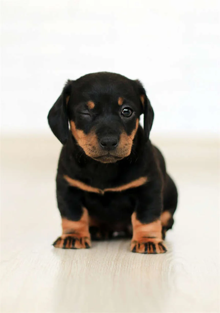 Vacinas para cães: guia completo para proteger seu pet