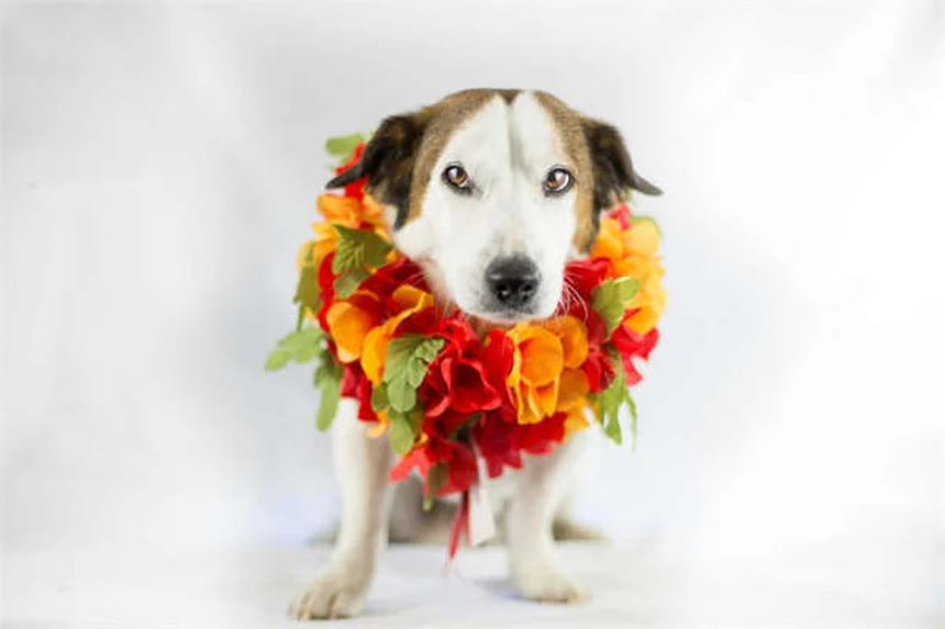 Florida Cracker Horse: Tudo Sobre Essa Raça Rara Americana