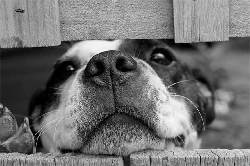 5 Dicas Essenciais para Proteger Seu Cão em Churrascos de Verão