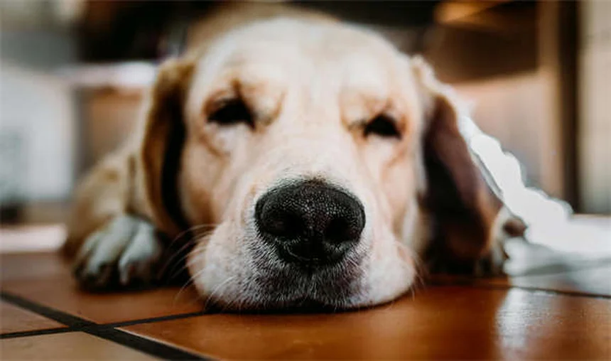Por que os gatos comem grama? 5 motivos surpreendentes