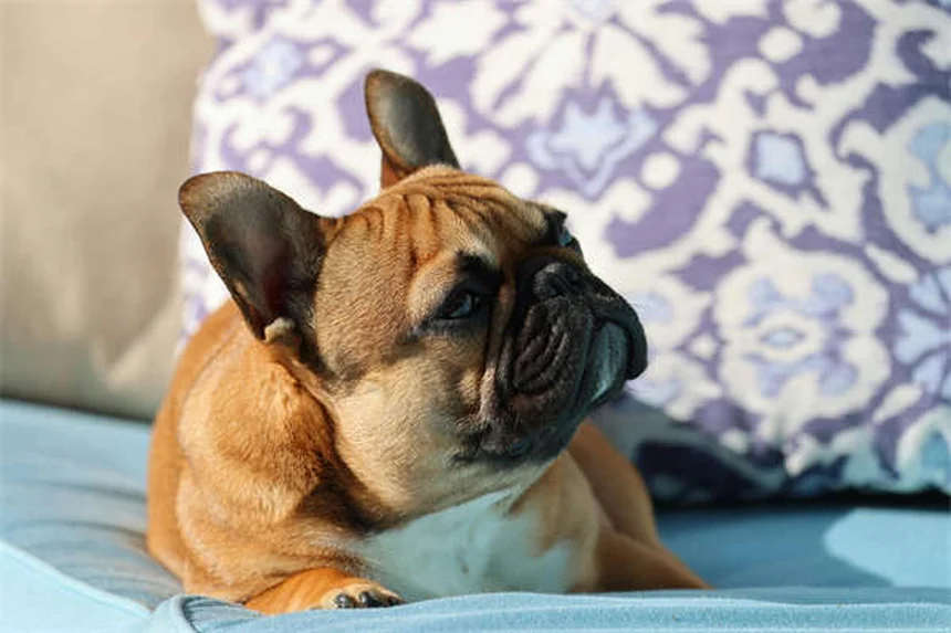 Como evitar que seu cão marque território dentro de casa: 7 dicas eficazes