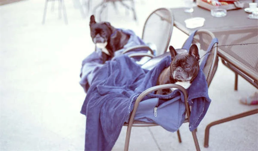 Como evitar que seu cão marque território dentro de casa: 7 dicas eficazes