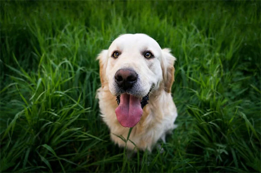 Caspa em Cães: Tipos, Causas e Tratamentos Eficazes