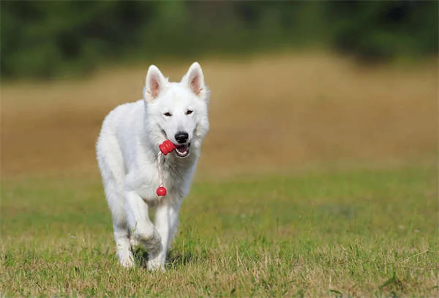 Caspa em Cães: Tipos, Causas e Tratamentos Eficazes