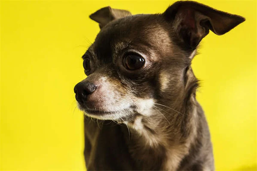 Caspa em Cães: Tipos, Causas e Tratamentos Eficazes