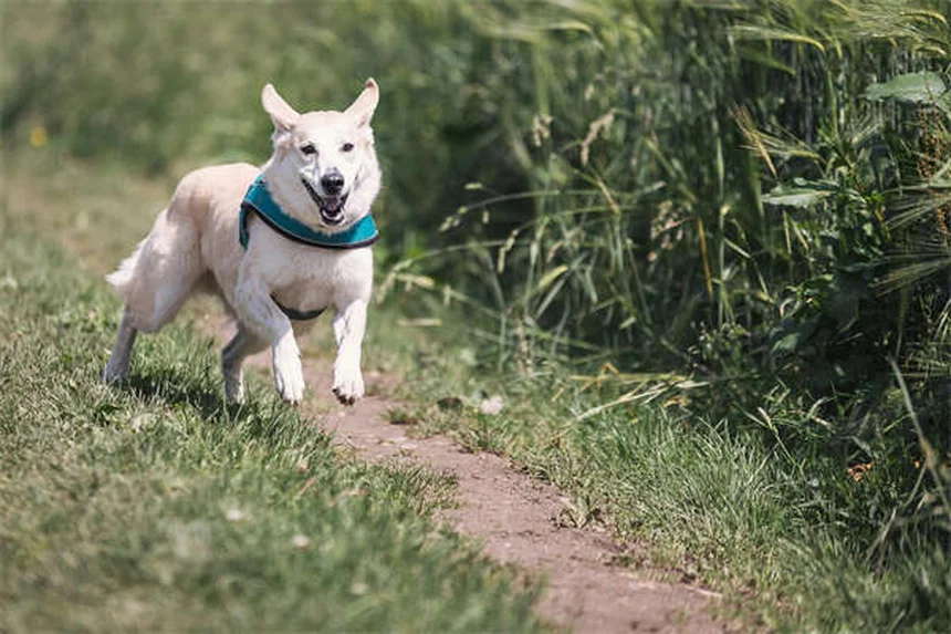 Por que cachorros comem cocô? 7 motivos e como parar esse hábito