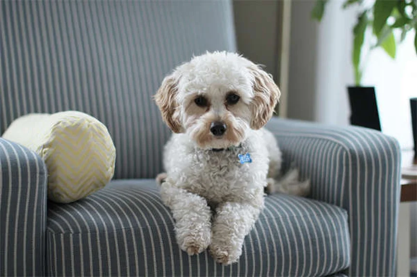 Por que cachorros comem cocô? 7 motivos e como parar esse hábito