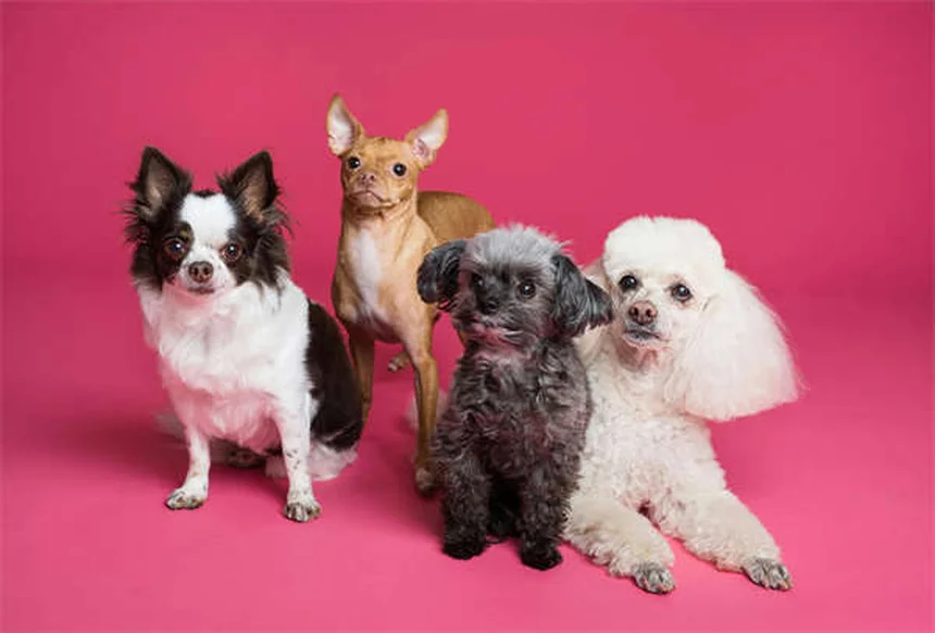 Imodium para cães: como usar corretamente e evitar riscos