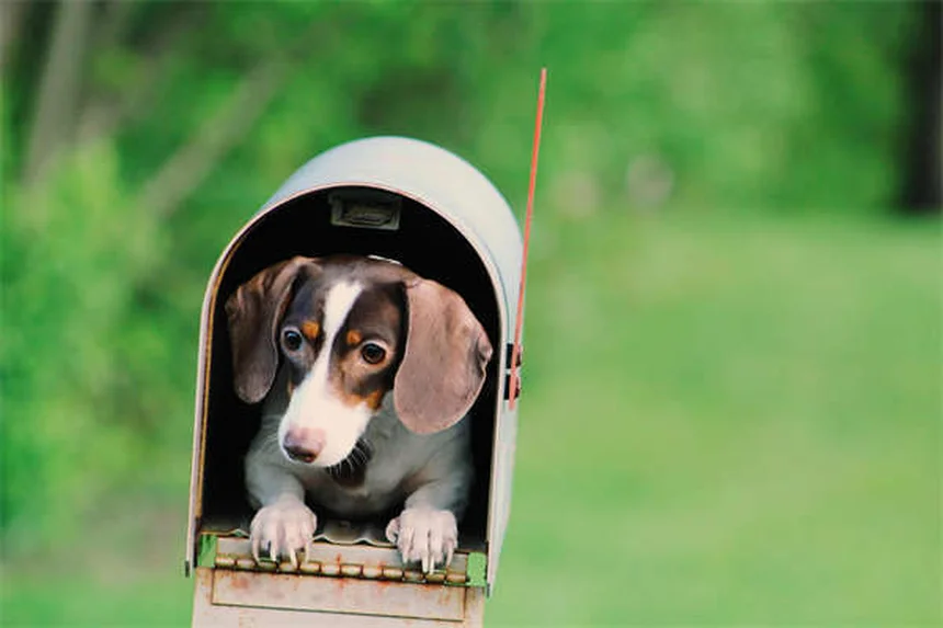 Imodium para cães: como usar corretamente e evitar riscos