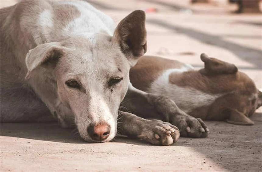 Imodium para cães: como usar corretamente e evitar riscos