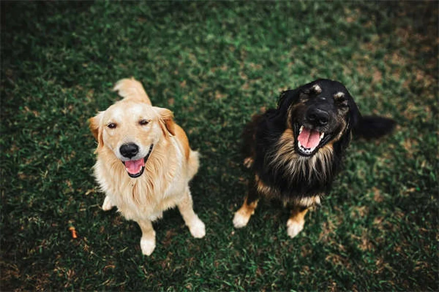 Como proteger seu cão de carrapatos em Portugal: guia completo