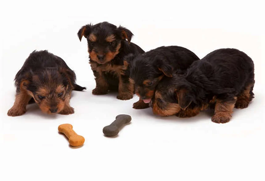 Como Escolher o Melhor Especialista em Comportamento Canino para o Seu Cão