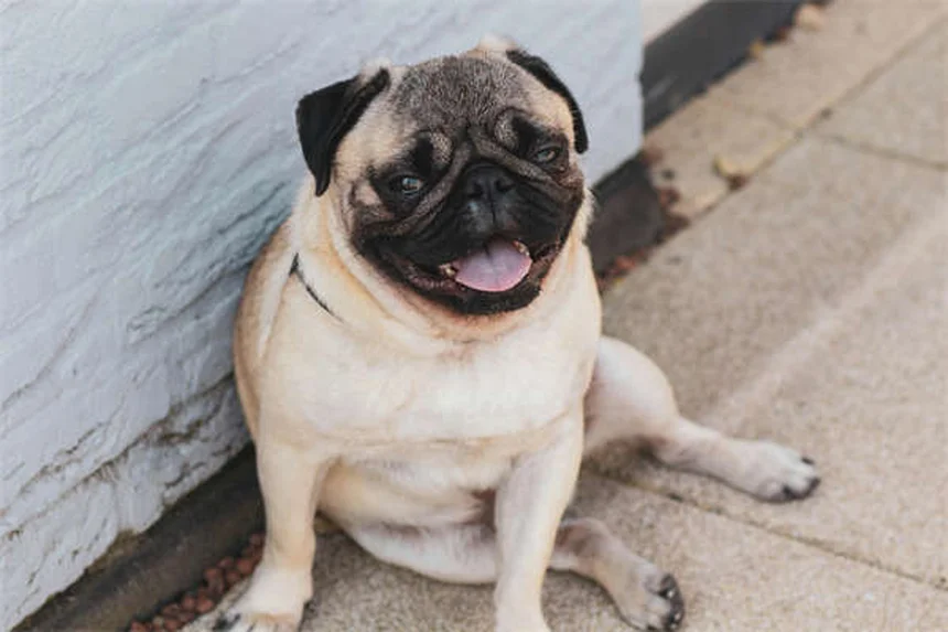 Como Escolher o Melhor Especialista em Comportamento Canino para o Seu Cão